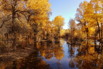 Fairytale land of Jinta Populus euphratica (Huyang in Chinese) forest, western Gansu, China. Every autumn the poplar forest turns into a golden dream world attracting people around the world.
