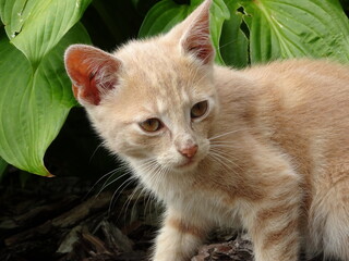 mały rudy dziki kotek zatrzymany w ruchu obserwujący coś z zainteresowaniem, na tle zielonych liści funkii - obrazy, fototapety, plakaty