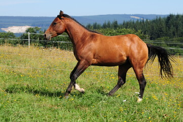 Zweijähriger American Quarter Horse Hengst