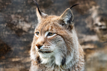 Obraz premium Luchs