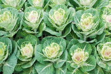 Obraz premium Ornamental cabbage in botanical garden, flowers and plants, environment