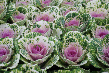 Ornamental cabbage in botanical garden, flowers and plants, environment
