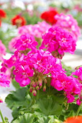 Pelargonium - Geranium Flowers showing their lovely petal Detail in the garden