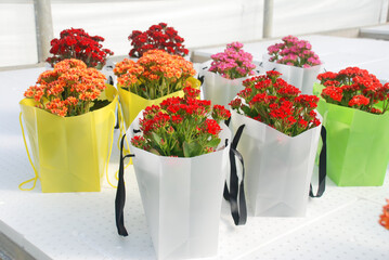 Kalanchoe plant with mixed color flowers, Kalanchoe blossfeldiana