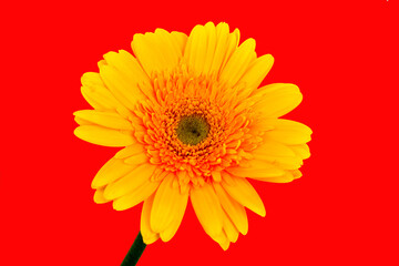 Yellow Gerbera Flower