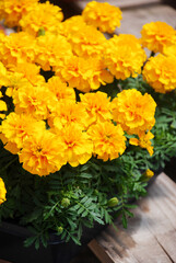 Tagetes patula French marigold in bloom, yellow flowers, green leaves