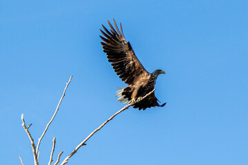 Fototapeta premium big eagle bird taking off