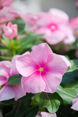 foliage vinca flowers, rose vinca flowers (Madagascar periwinkle)