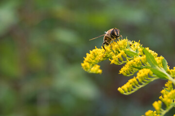 Nahaufnahme einer Waldbiene beim Sammeln von Blütenstaub