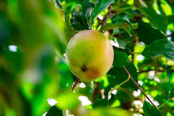 Apples on the tree on the branches are beautiful and large, summer and home harvest