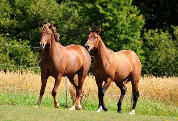 Fototapeta premium Zweijährige American Quarter Horse Hengste