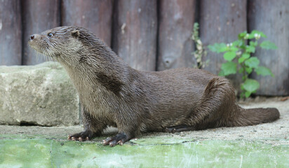 Eurasian otter (Lutra lutra) in summer