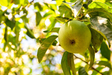 Apples on the tree on the branches are beautiful and large, summer and home harvest