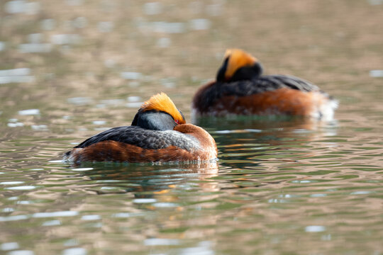 Slavonian Grebe