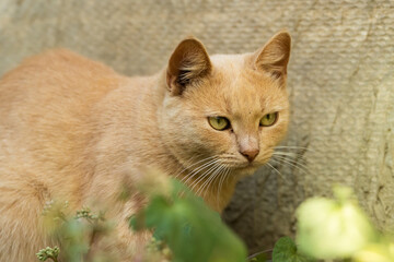 Ginger little kitten on a simple background of a fence in a country house, serious expression