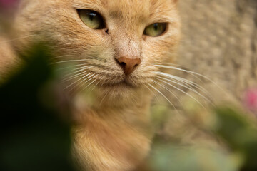 Portrait of a domestic rural kitten on a plain background, not the easiest life