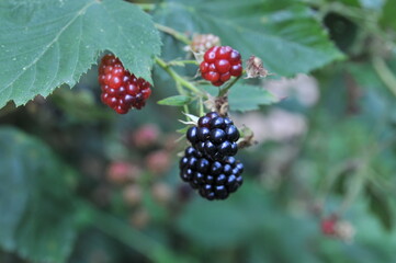 Ripe and unripe blackberries on a bush with selective focus