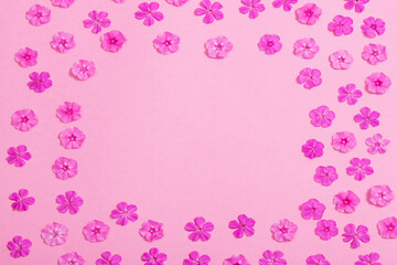 phlox flowers on pink paper background