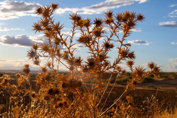 wild field vegetation with dried spiked flowers
