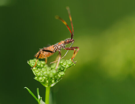 A predatory assassin bug sitting on parsley flower