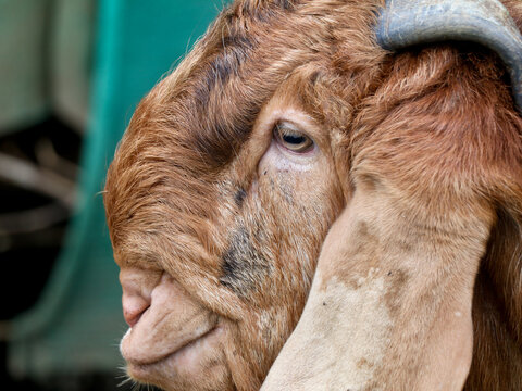 Head of a brown color Jamnapari male goat, close up shot