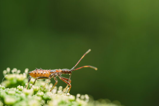 A predatory assassin bug sitting on parsley flower ready to capt