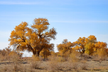 Fototapeta premium Every Autumn, poplar trees (Populus euphratica, or Huyang tree in Chinese) turn golden in a field of red willow in Ejin Poplar Forest National Nature Reserve Park, Ejin Banner, Inner Mongolia, China.
