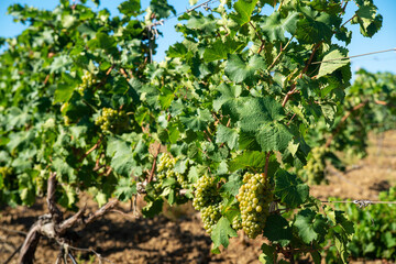 Fototapeta na wymiar Ripe white grapes in the vineyard