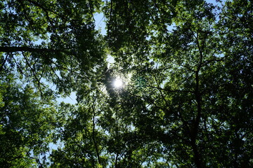 Fototapeta premium sun shining through trees