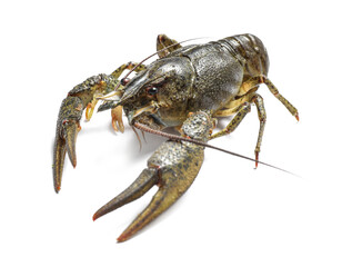 Fresh raw crayfish isolated on white. Healthy seafood