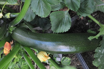 Courgettes from the garden, close up