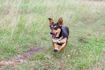 Naklejka na ściany i meble Happy dog Dachshund playing, running and jumping in the summer on the grass