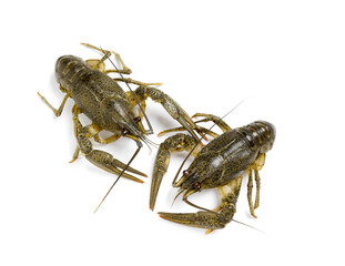 Fresh raw crayfishes isolated on white, top view. Healthy seafood