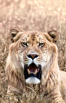 Liger Closeup Portrait in Dry Grass