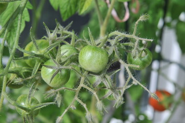 Green Tomatoes in a garden; close up