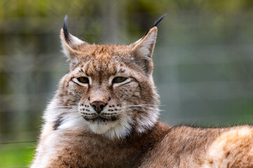 Luchs
