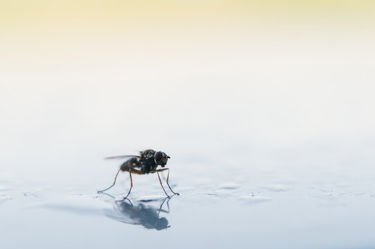 Close-up of a fly with its reflection