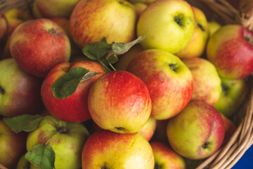 Naklejka na ściany i meble the harvested summer harvest of ripe, juicy apples