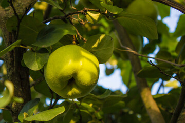 quince fruit grows on quince tree in garden.