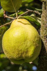 quince fruit grows on quince tree in garden.