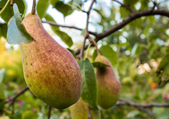 juicy pears on pear tree branch in garden