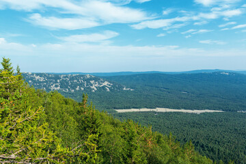 forest in the mountains on a summer day