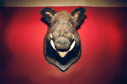Stuffed wild boar hanging up on a red wall.