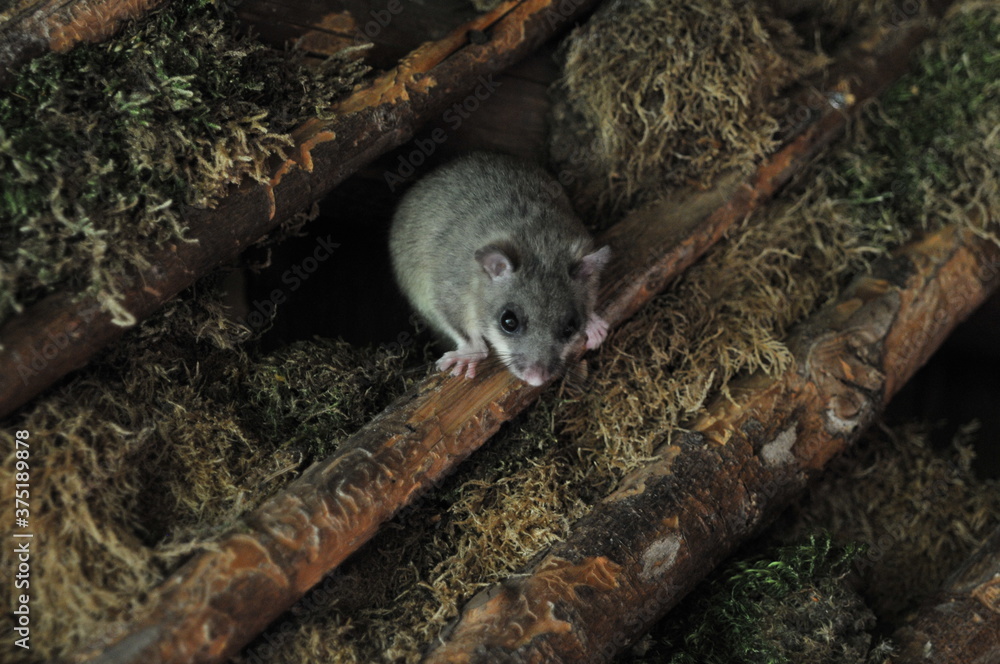 Wall mural dormouse looking out of a hole. close up of face with moss in background