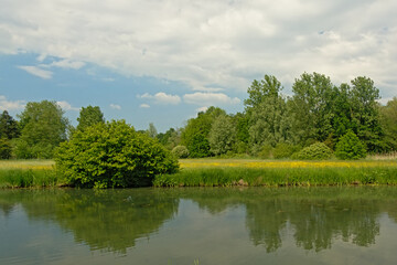 Meadow with wildflowers and green trees reflecting in the water of a pool in the Flemish countryside 
