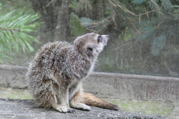 surykatka © Zuzanna