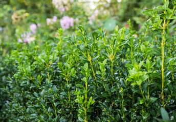 boxwood bush with dew drops in the garden.