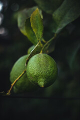 Fruto de limón aun en su mata