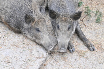 Two wild boar close up of heads