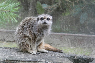 surykatka © Zuzanna